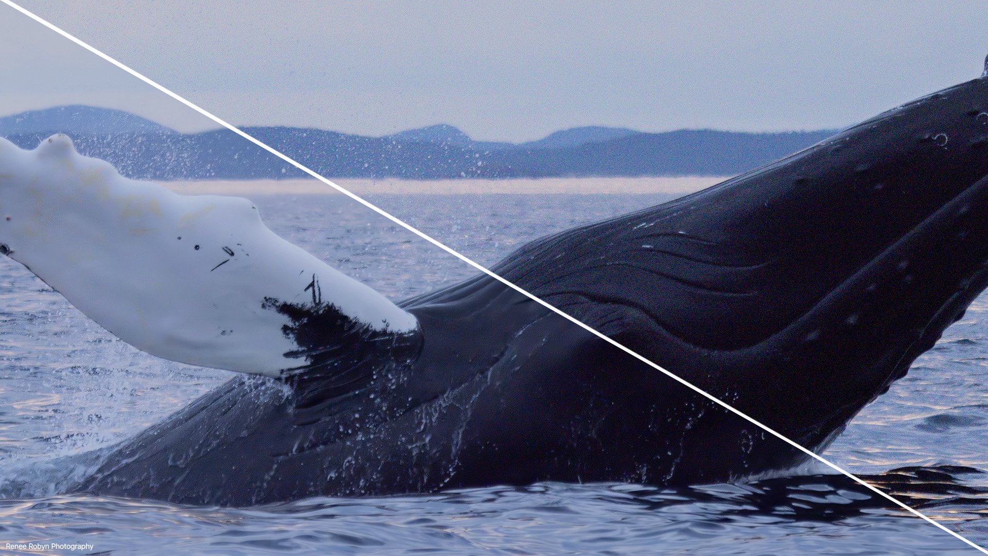 boris-fx-optics-2026-denoise-ml-1